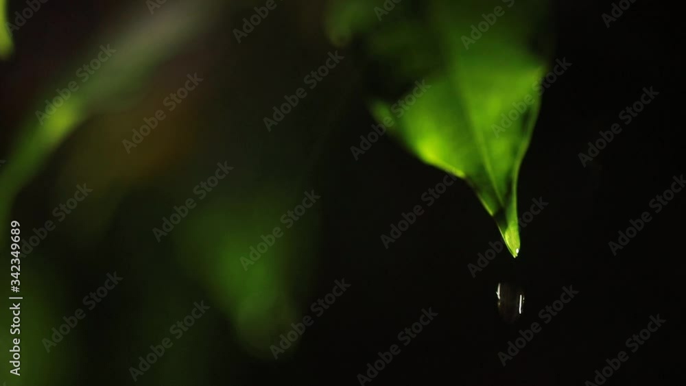 Water drops on leaf in slow motion