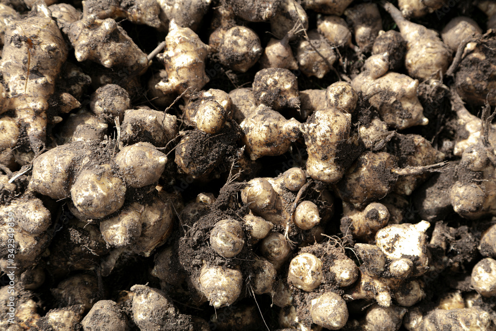 Jerusalem artichoke tubers, good harvest. Jerusalem artichoke tubers, good harvest.
