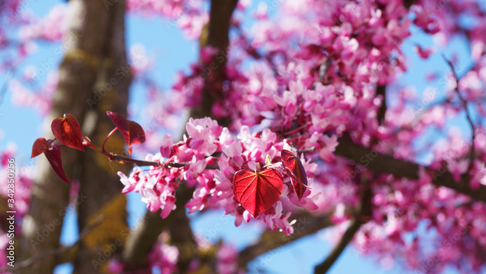 (Cercis siliquastrum) Gewöhnliche Judasbaum mit purpur-rosafarbenen Kronblätter und einfache bronzefarbene Laubblätter im Frühjahr (Cercis siliquastrum) Gewöhnliche Judasbaum mit purpur-rosafarbenen Kronblätter und einfache bronzefarbene Laubblätter im Frühjahr
