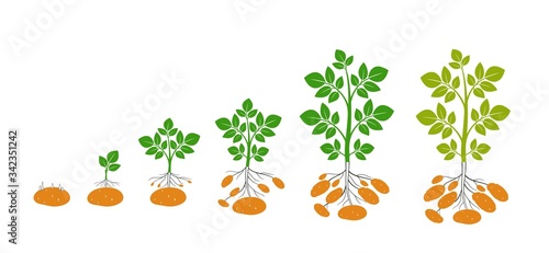 Crop stages of potatoes plant. Isolated harvest potato on white background
