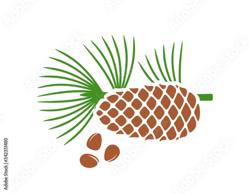 Pine nut logo. Isolated pine nut on white background. Cedar