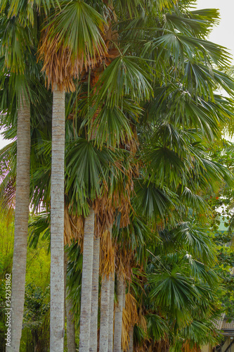 The palm tree
