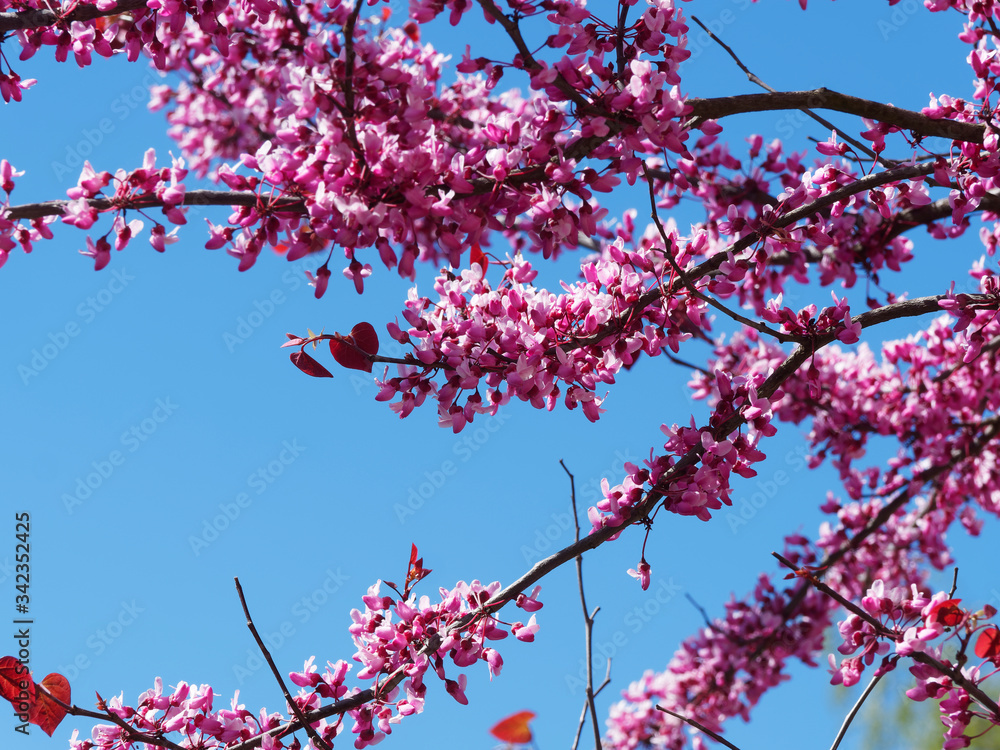 Cercis siliquastrum - Der Gewöhnliche Judasbaum mit dunkelrose und dunkelroten Blüten unter einem blauen Himmel Cercis siliquastrum - Der Gewöhnliche Judasbaum mit dunkelrose und dunkelroten Blüten unter einem blauen Himmel