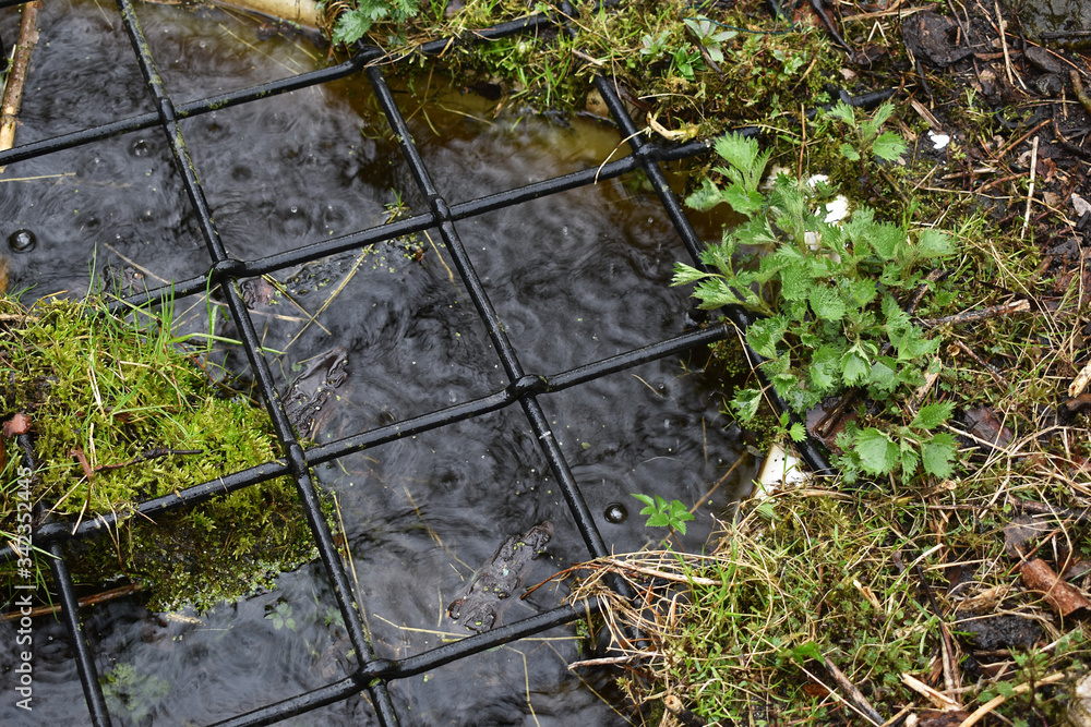 Kleiner Gartenteich im Regen, Regen fällt auf Wasseroberfläche mit