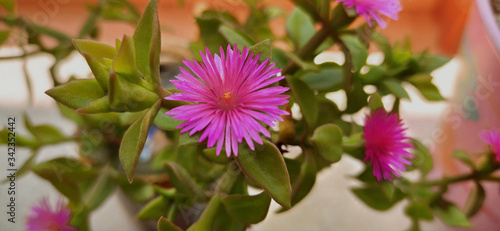 Floraci  n primaveral de la planta aptenia cordofilia de color rosa. Flores ros  ceas sobre fondo desenfocado. Aptenia cordofilia floraci  n. 