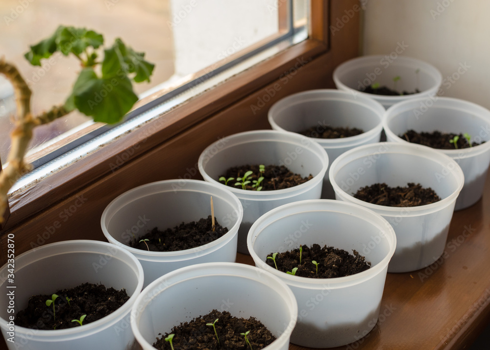 asters seedlings on the windowsill of the house