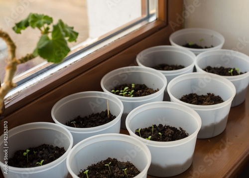 asters seedlings on the windowsill of the house © Julia