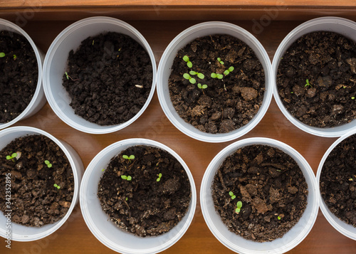 asters seedlings on the windowsill of the house