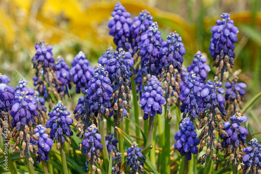 grape hyacinth in the garden grape hyacinth in the garden