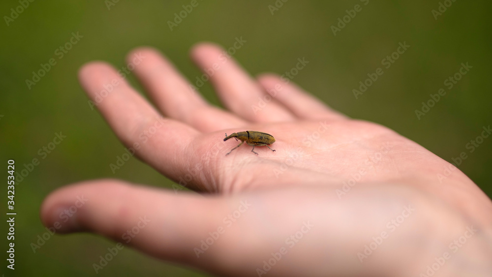 Obraz premium Adorable little horn beetle strolling on one hand. Dark green coleopteran insect .