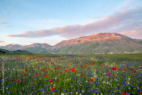 Photos Castelluccio di Norcia during flourishing, Umbria, Italy