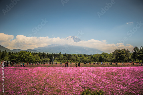 Fuji mit pinken shibazakura blüten im Vordergrund