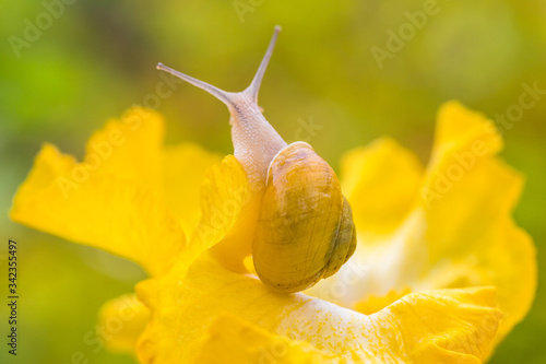 A snail moves on a yellow iris flower after the rain