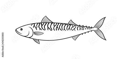Mackerel outline. Isolated mackerel on white background