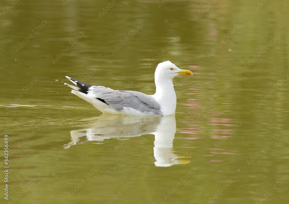 gaviota patiamarilla nadando en el estanque (Larus michahellis) Marbella Andalucía España gaviota patiamarilla nadando en el estanque (Larus michahellis) Marbella Andalucía España