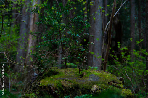 Fototapeta Naklejka Na Ścianę i Meble -  巨大な木の森