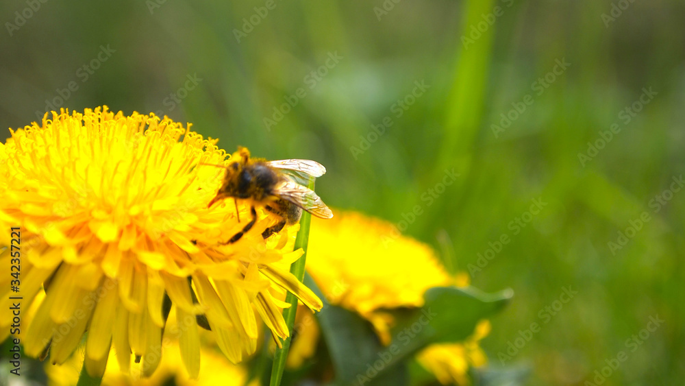 Young bee, the spring flower, green grass, nature, spring heat
Young bee, the spring flower, green grass, nature, spring heat
