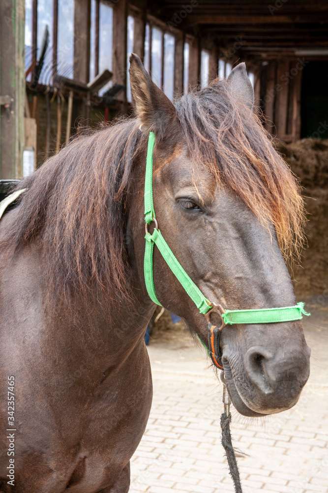 Fototapeta premium Pferdeportrait