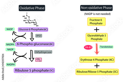 Glucose-6-Phosphate Dehydrogenase, G6PD pathway, Deficiency concept illustration.