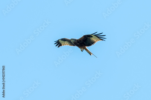 Red Kite  Milvus milvus  flying on a spring day with blue sky