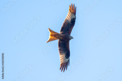 Red Kite (Milvus milvus) flying on a spring day with blue sky