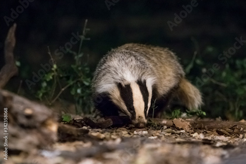 Badger sniffing in the night. © DaniRodri
