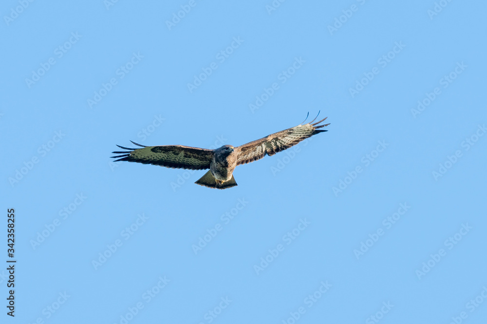 Common Buzzard (Buteo buteo) flying in a blue sky above Oxfordshire Common Buzzard (Buteo buteo) flying in a blue sky above Oxfordshire