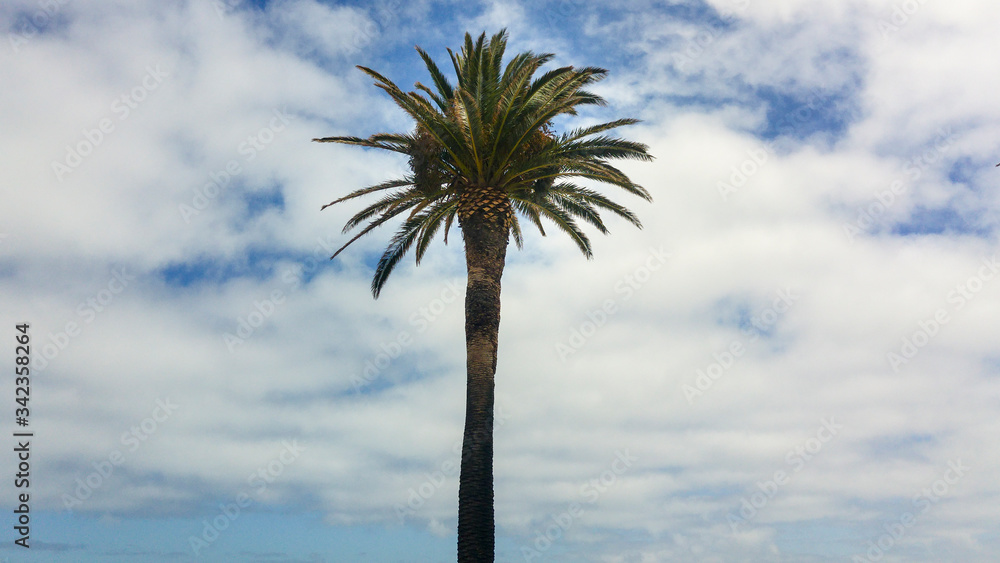 Palm tree against cloudy blue sky, Cape Town, South Africa Palm tree against cloudy blue sky, Cape Town, South Africa