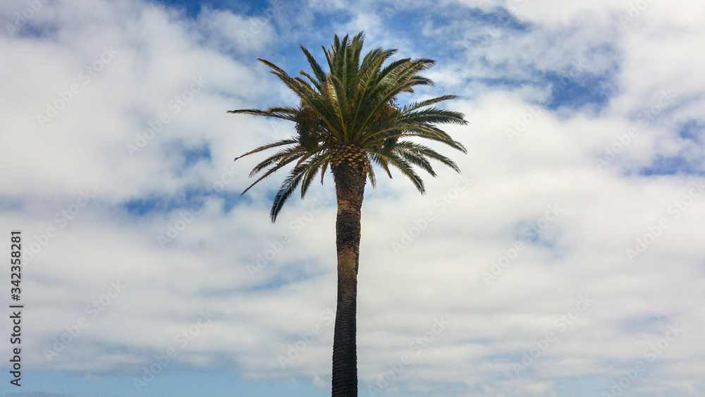 Palm tree against cloudy blue sky, Cape Town, South Africa Palm tree against cloudy blue sky, Cape Town, South Africa
