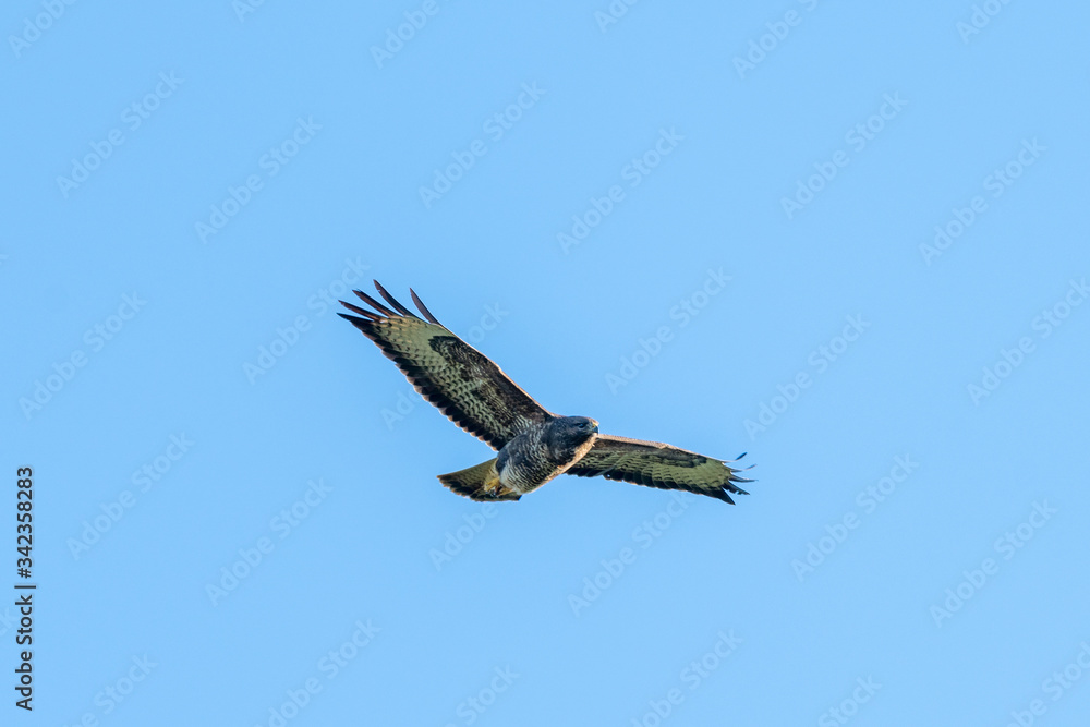 Common Buzzard (Buteo buteo) flying in a blue sky above Oxfordshire Common Buzzard (Buteo buteo) flying in a blue sky above Oxfordshire