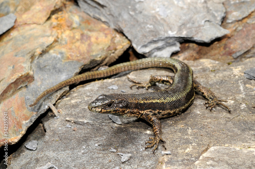 Aran rock lizard - Val-d’Aràn-Gebirgseidechse bzw. Iberische Gebirgseidechse (Iberolacerta aranica)  photo