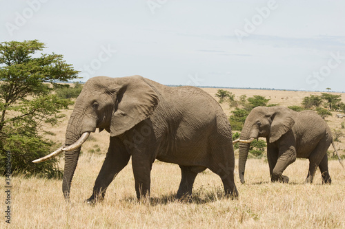 African Elephants walking in the bush of the Maasai Mara  Kenya