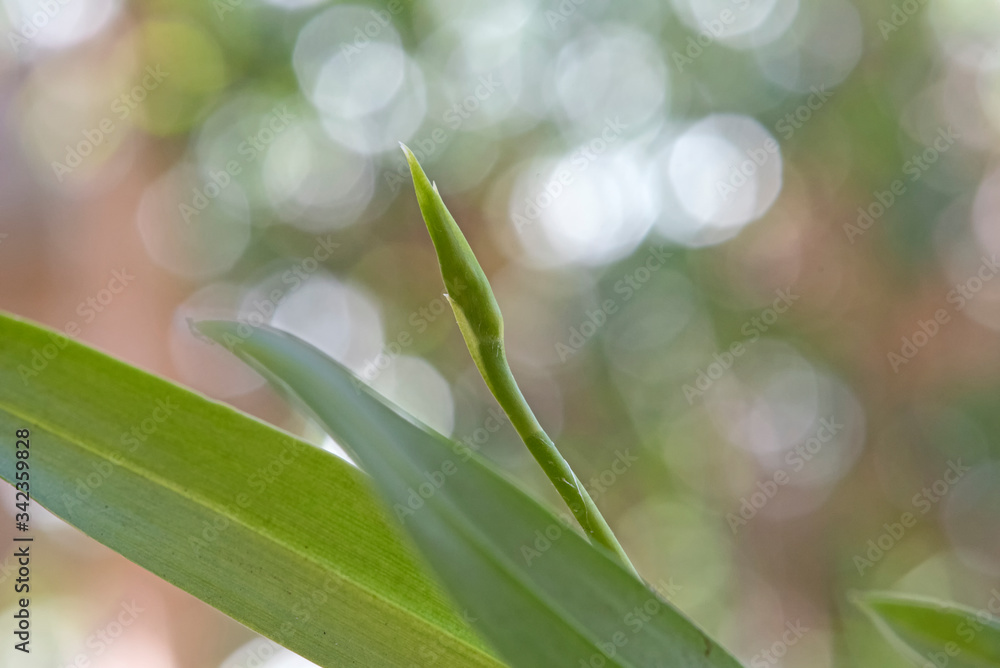 new bud of orchid new bud of orchid