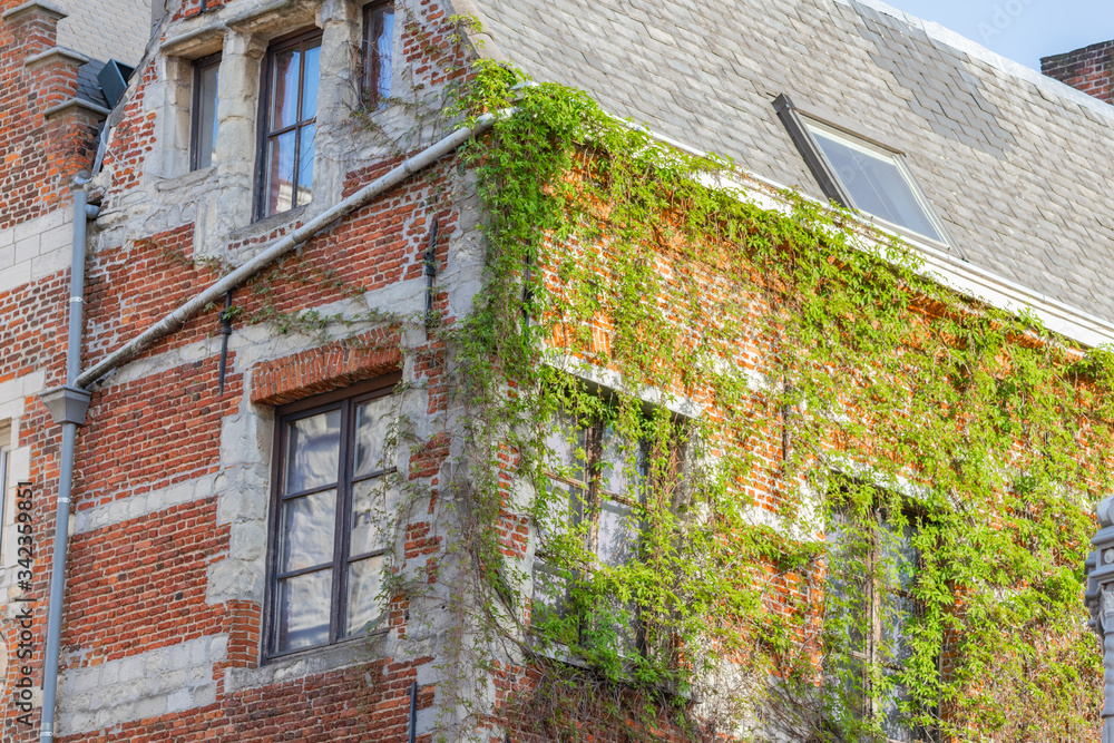 Red brick building with green vine on the wall in Antwerp, Belgium
