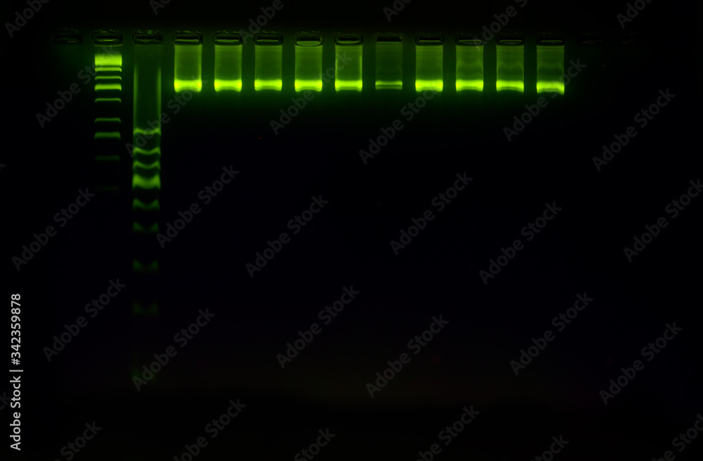 Fototapeta premium PCR band on agarose gel using by molecular technique. Molecular analysis