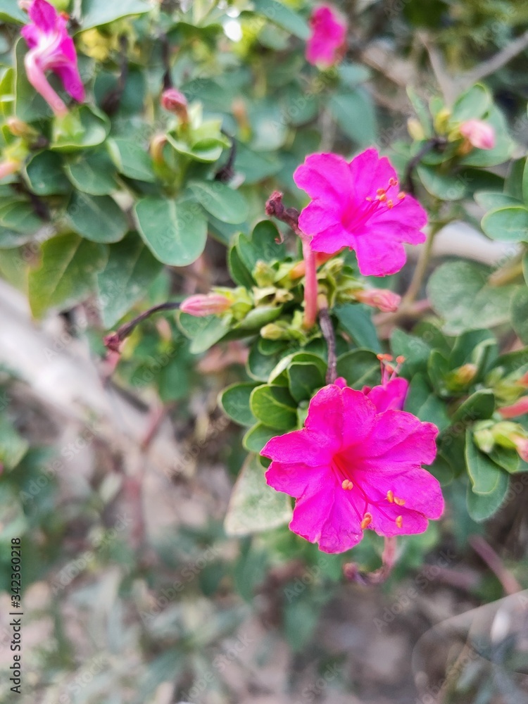 pink rose bush pink rose bush