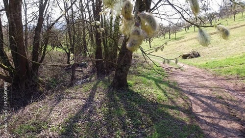 Catkins of a willow tree in springtime om bacl öot photo