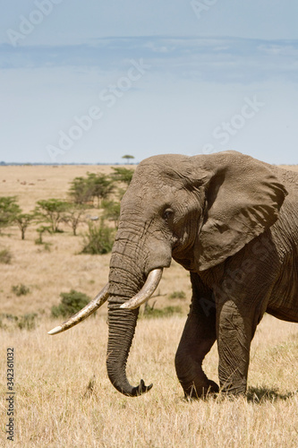 African Elephant walking in the bush of the Maasai Mara  Kenya