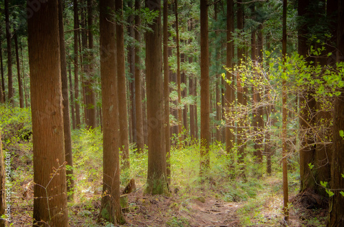 巨大な木の森 © SUGICK