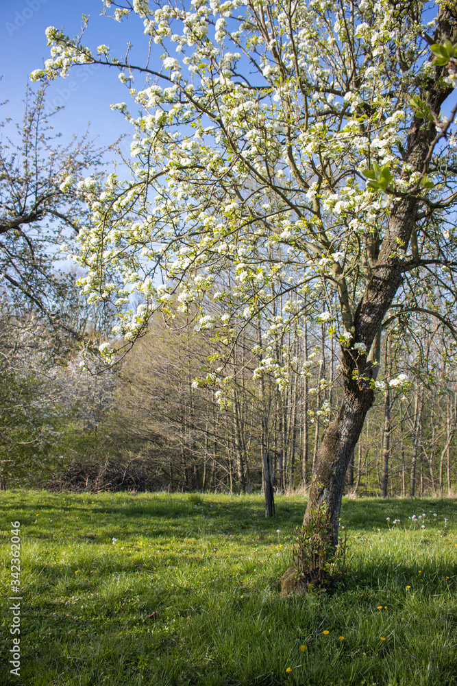 Apple tree blooming orchard. White flower. Spring. Apple tree blooming orchard. White flower. Spring.