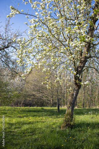 Apple tree blooming orchard. White flower. Spring. 