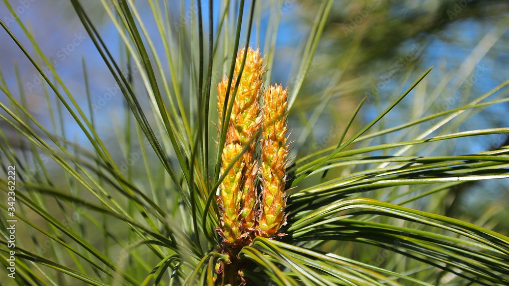 Spring green young Christmas tree needles blue sky
Spring green young Christmas tree needles blue sky