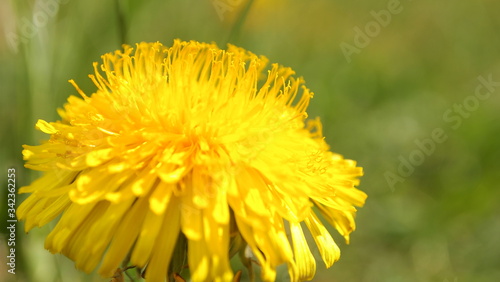 Spring green young grass yellow dandelion spring flower 