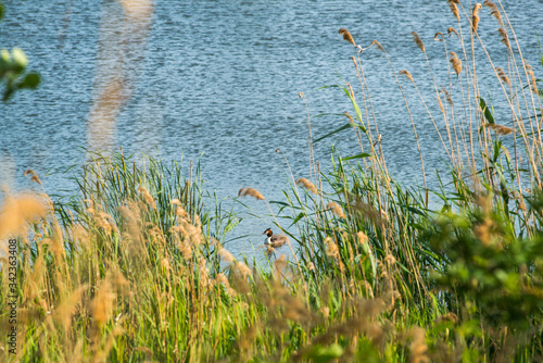 it is a warm summer, the reeds on the lake shore are already beginning to turn yellow, and a duck is swimming in them