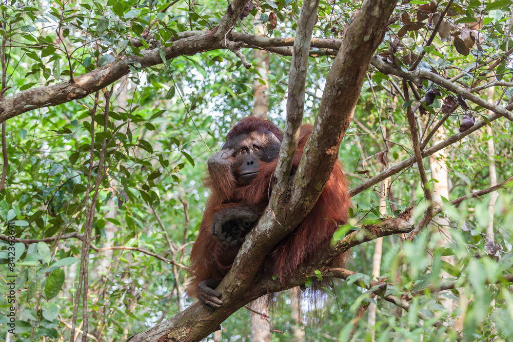 Fototapeta premium Orangutan on the tree lush foliage rainforest jungles East Kalimantan Tanjung Puting national park
