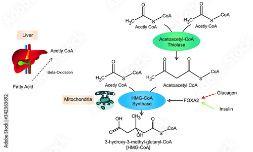 ketone body pathway