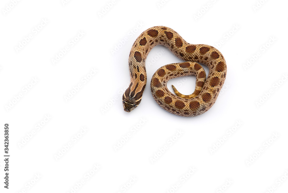 The hognose snake isolated on white background The hognose snake isolated on white background