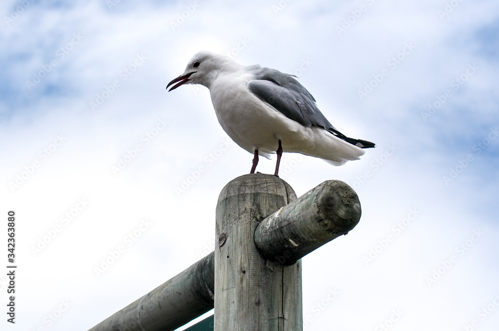 Seagulls in Hout Bay, South Africa Seagulls in Hout Bay, South Africa