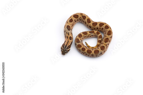 The hognose snake isolated on white background