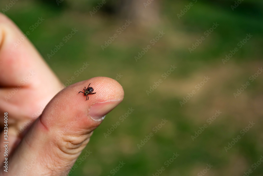 tick on human skin on the background of the forest tick on human skin on the background of the forest